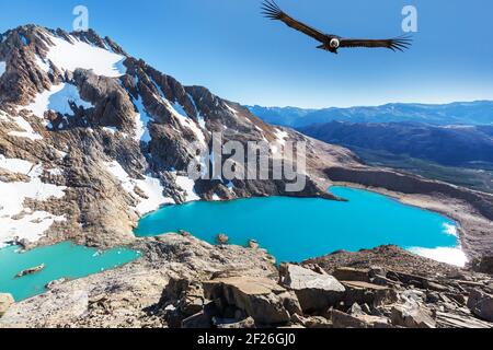 Condor in Patagonien Stockfoto