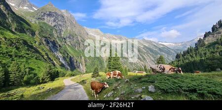 Kühe grasen im Tal an einem heißen Sommertag In den Zillertaler Alpen in Österreich Stockfoto