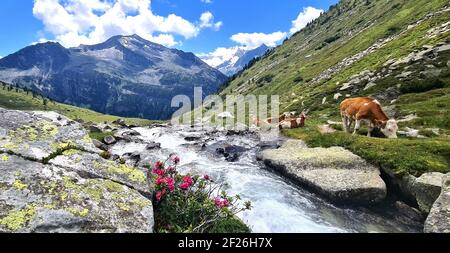 Kühe grasen neben einem Bergbach und rosa Blumen An einem heißen Sommertag in den Zillertaler Alpen in Österreich Stockfoto