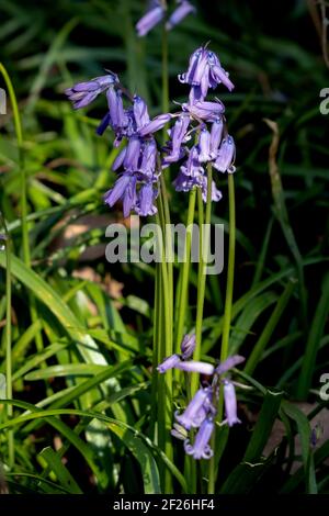 Ein Klumpen Bluebells blühend in der Frühlingssonne Stockfoto