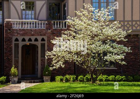 Schöner Dogwood Baum in voller Blüte bei Sonnenschein vor Eingang zum Haus im Tudor Stil im Schatten dahinter Stockfoto