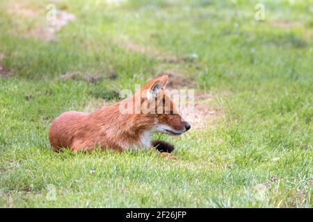 Dhole (Cuon Alpinus), auch genannt die asiatischen Wildhund oder indischen Wildhund Stockfoto