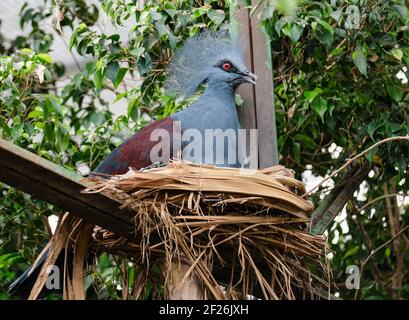 FUENGIROLA, ANDALUSIEN/SPANIEN - JULI 4 : Südliche Krontaube (Goura scheepmakeri sclateri) am Bioparc Fuengirola Costa del Stockfoto