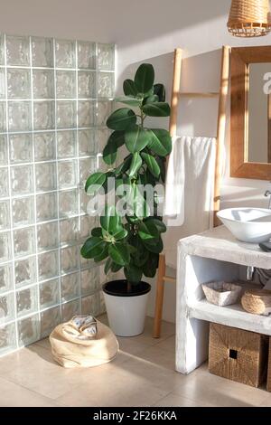 Eine große Ficus-Pflanze in einem stilvollen modernen Interieur eines hellen, sonnigen Badezimmer mit Stockfoto
