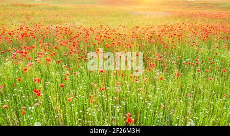 Verschwommenes Bild eines Feldes mit Mohnblumen bei Sonnenuntergang, abstrakter Naturhintergrund. Stockfoto