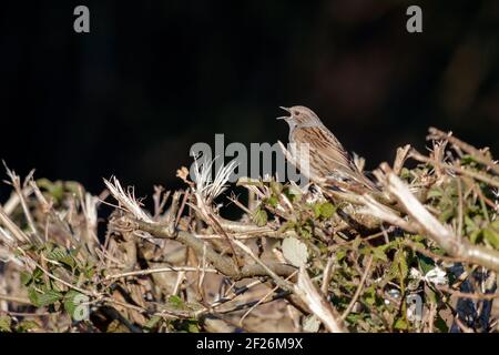 Hedge Accentor (Dunnock) in einer Hecke in Sussex Stockfoto