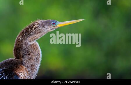 Anhinga Stockfoto