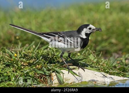 Tierstelze (Motacilla alba yarrellii) erstes Sommerweibchen mit Insektenfutter in Schnabel, einschließlich Schwebefliege Eccles-on-Sea, Norfolk, UK Juni Stockfoto