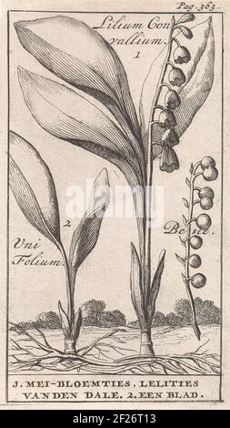 Diese floralen Drucke von Jan Luyken stammen aus dem Nederlandschen Herbarius, der 1698 vom Arzt Steven Blankaart herausgegeben wurde. Dieses holländische Kräuter beschreibt einheimische Pflanzen und Bäume mit ihren medizinischen Eigenschaften. Übrigens hatten nicht alle Blumen eine praktische medizinische Anwendung. Aber sie waren durchaus geeignet ‘Nosegays und Posies zu machen’ oder ‘einfach nur ein Vergnügen zu betrachten’. Stockfoto