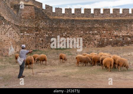 Schafe mit Hirte in einer Burg in Terena Alentejo, Portugal Stockfoto