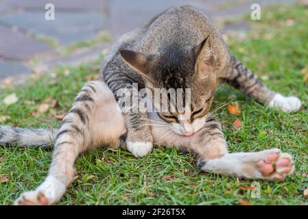 Die Katze reinigt ihr Fell mit dem Mund auf dem Gras. Mit ausgestreckten Beinen. Stockfoto
