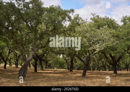 Korkbäume im Herbst fallen in der wunderschönen Alentejo Naturlandschaft in Divor Dam, Portugal Stockfoto