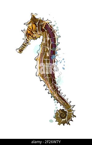 Sea Horse aus einem Spritzer Aquarell, farbige Zeichnung, realistisch. Vektordarstellung von Farben Stock Vektor