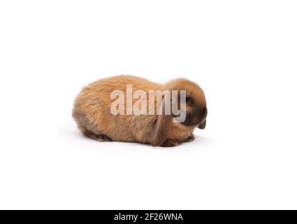 Reinrassige Kaninchen französisch Schaf Farbe madagaskar auf weißem Tuch gegen Weißer Hintergrund Stockfoto