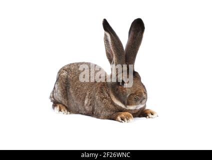 Reinrassige Kaninchen Belgischer Riese auf weißem Tuch vor weißem Hintergrund Stockfoto