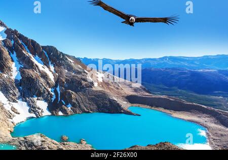 Condor in Patagonien Stockfoto