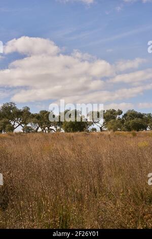 Korkbäume im Herbst fallen in der schönen Alentejo Naturlandschaft In ländlicher Landschaft Stockfoto