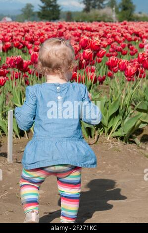 Kleines blondes Kind, das neben einem roten Tulpenblumenfeld läuft. Stockfoto