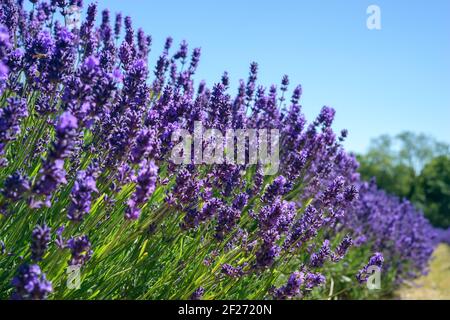 Feld von lebendigen Lavendel Blumen an einem suuny Sommer Tag Stockfoto