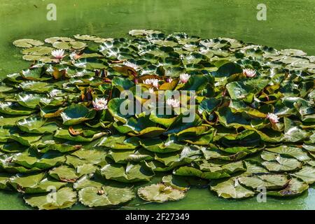 Seerosen auf Teich Stockfoto
