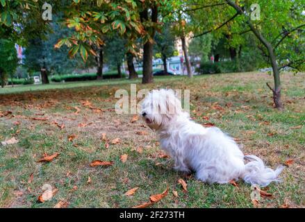 Ein kleiner weißer Coton sitzt im Park und ruht nach einem Spaziergang. Der Coton de Tuléar ist eine Rasse von kleinen Hund nach der Stadt Tuléar in Madagaskar benannt.- Stockfoto