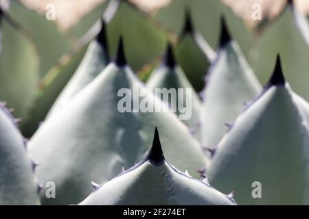 Selektiver Fokus der Artichoke Agave Stockfoto