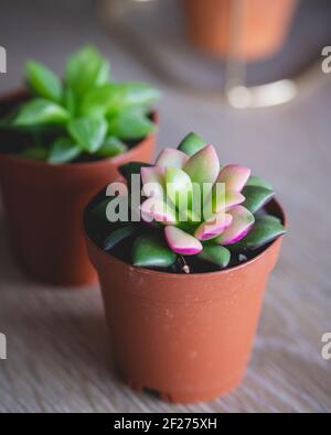 Haworthia Cooperi und Anacampseros Telephastrum in 2,5'-Töpfen Stockfoto