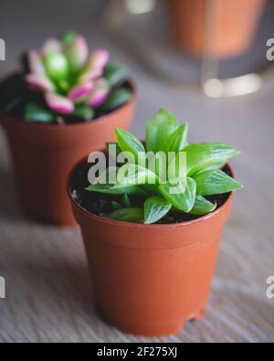 Haworthia Cooperi und Anacampseros Telephastrum in 2,5'-Töpfen Stockfoto