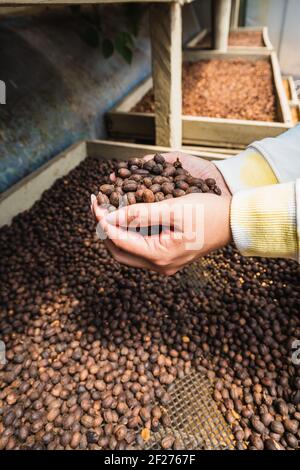 Unverkennbare Frau hält geröstete Kaffeebohnen in den Händen Stockfoto