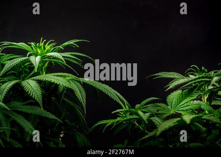 Full Frame geschossen von Cannabis Pflanzen gegen den dunklen Hintergrund Stockfoto