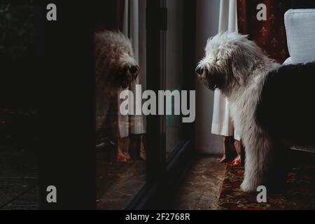 Old English Sheepdog Welpe Hund Blick auf Reflexion im Glas Tür Stockfoto