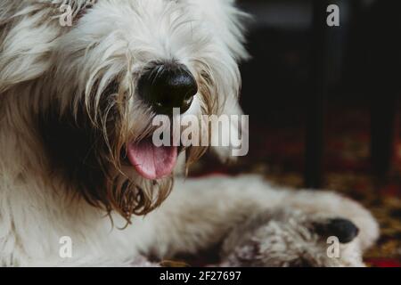 Nahaufnahme von Old English Sheepdog scruffy Nase und rosa Zunge Stockfoto