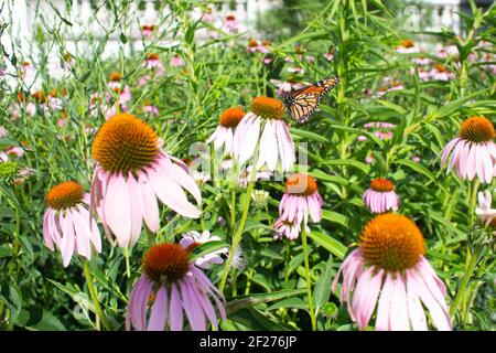 Monarch Schmetterling auf einer Koneblume an einem sonnigen Sommertag Stockfoto
