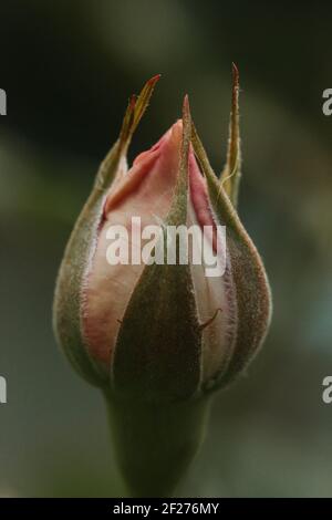 Nahaufnahme von kleinen zarten rosa Rose Knospe Stockfoto
