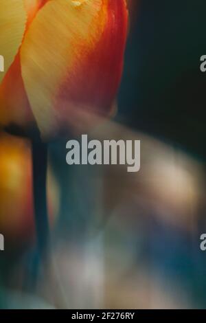 Nahaufnahme des unteren Abschnitts der rot-gelben Tulpe mit Licht Lichtreflexe Stockfoto