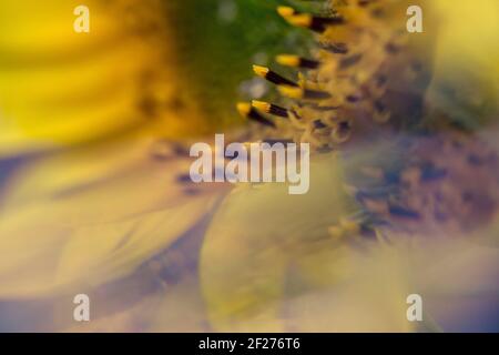 Nahaufnahme der Sonnenblume in der Blüte mit Reflexen Stockfoto