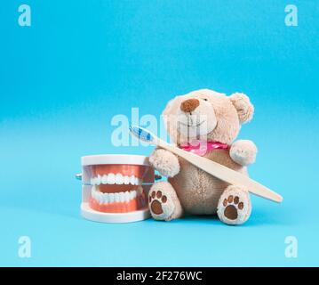 Plastikmodell eines menschlichen Kiefers mit weißen Zähnen und Ein brauner Teddybär mit einer hölzernen Zahnbürste Stockfoto