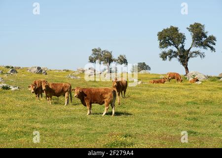 Kühe auf einem Blumenfeld, das Gras frisst, in Alentejo, Portugal Stockfoto