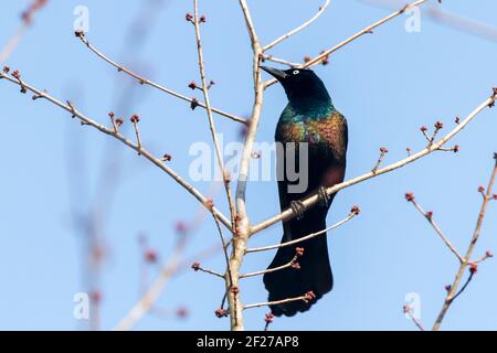 Nahaufnahme Einzelaufnahme eines erwachsenen männlichen Gnus (Quiscalus quiscula), der auf einem Ast vor blauem Himmel steht. Dieser Vogel hat schwarze Feder w Stockfoto