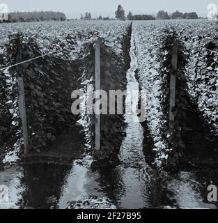 West Stayton (Umgebung) Marion County, Oregon. Wandernde Bohnenpflücker. Beanfield, zeigt Bewässerung. Foto zeigt Feld von Polbohnen mit Wasser zwischen den Reihen. August 1939. Foto von Dorothea lange Stockfoto