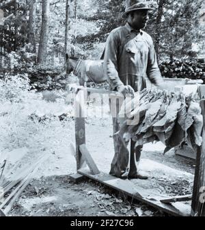 Stranging Tabak. Beachten Sie 'Pferde', um die Stöcke beim Stringing zu halten. Granville County, North Carolina. Juli 1939. Foto von Dorothea lange Stockfoto