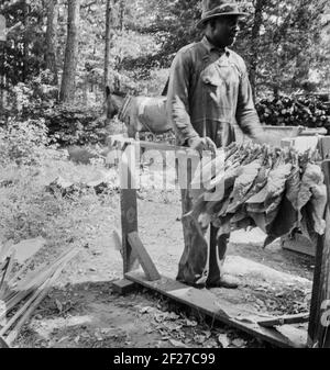 Stranging Tabak. Beachten Sie 'Pferde', um die Stöcke beim Stringing zu halten. Granville County, North Carolina. Juli 1939. Foto von Dorothea lange Stockfoto