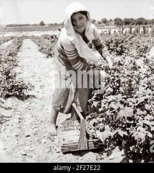 Migranten aus Delaware pflücken Beeren im südlichen New Jersey. Juni 1936. Foto von Dorothea lange Stockfoto