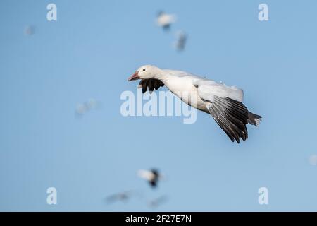 Nahaufnahme von Schneegans, die für eine Landung im Middle Creek Wildlife Management Area einziehen. Stockfoto