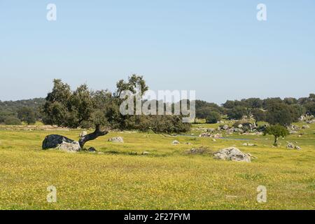 Alentejo Landschaft mit Olivenbaum und gelben Blumen in Portugal Stockfoto