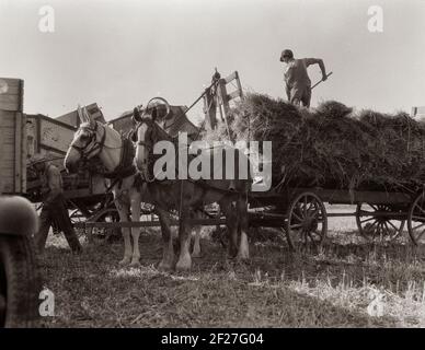 Das Dreschen von Hafer. Clayton, Indiana, südlich von Indianapolis. Juli 1936. Foto von Dorothea lange Stockfoto