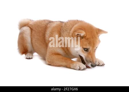 Shiba Inu Hund vor einem weißen Hintergrund Stockfoto