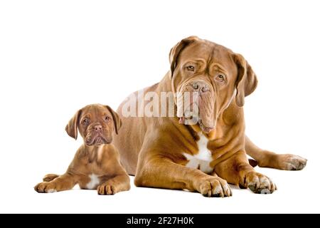 Dogge de Bordeaux Erwachsene und Welpen Stockfoto