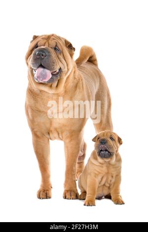 Chinese Shar Pei Hund Erwachsene und Welpen Stockfoto