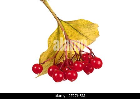 Die roten Beeren der Wachlder-Rose auf weiß Stockfoto